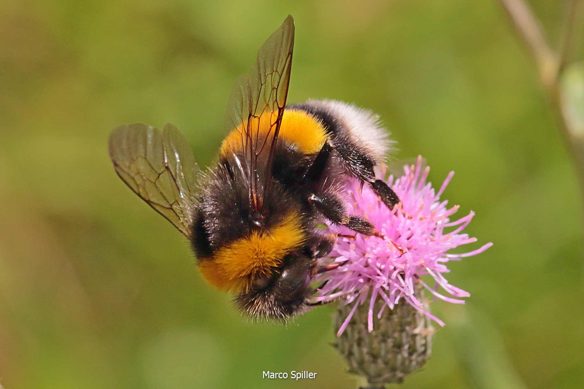 Bombus terrestris